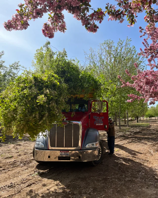 truck on tree farm hauling tree specimen