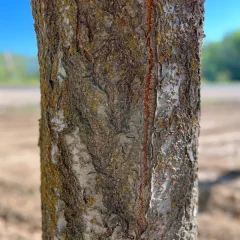 Accolade Cherry bark
