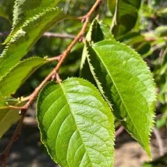 Accolade Cherry-leaf