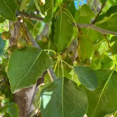 Aristocrat Pear-leaf