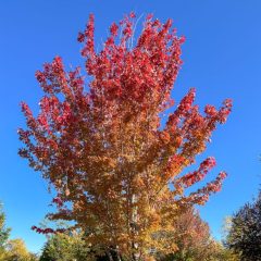 Autumn Blaze Maple in Fall