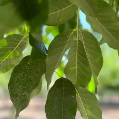 Cimarron Ash-leaf