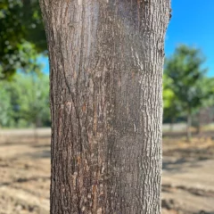 Columnar Norway Maple-bark