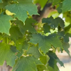 Columnar Norway Maple-leaf