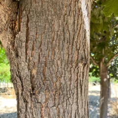 Crimson King Maple-bark