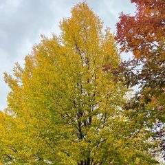 Littleleaf Linden in Fall