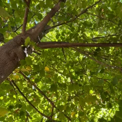 Littleleaf Linden-canopy