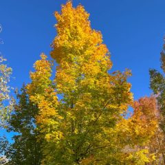 Norway Maple tree in Fall