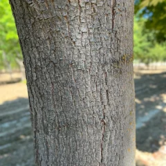 Norway Maple-bark