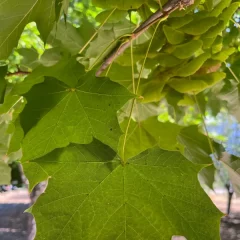 Norway Maple-leaf