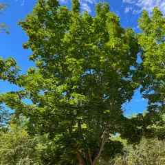 Norway Maple