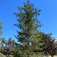 Norway Spruce