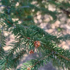 Norway Spruce-needle