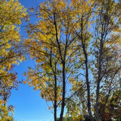 Patmore Ash in Fall