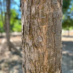 Patmore Ash-bark