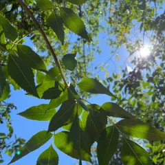 Patmore Ash-leaf
