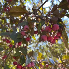 Prairie Fire Crabapple-fruit