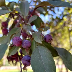 Prairie Fire Crabapple-leaf