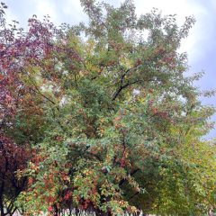 Snowdrift fall fruit