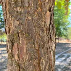 Profusion-bark