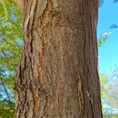 Autumn Purple Ash Bark