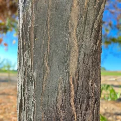 Pyramidal Hornbeam-bark