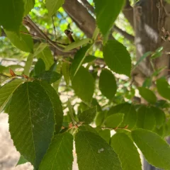 Pyramidal Hornbeam-leaf