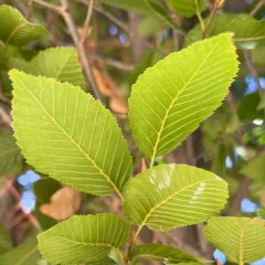 Pyramidal Hornbeam-leaf