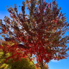 Red Maple tree