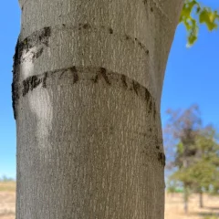 Red Maple-bark