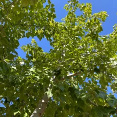 Red Maple-canopy