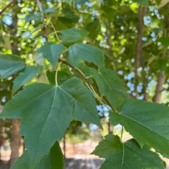 Red Maple-leaf