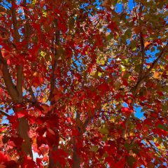 Red Maple leaf in Fall