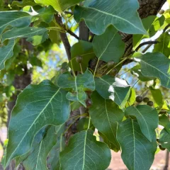 Redspire Pear-leaf