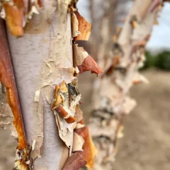 River Birch-bark