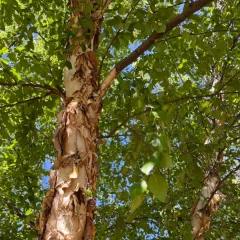 River Birch-canopy