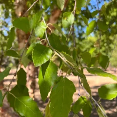 River Birch-leaf