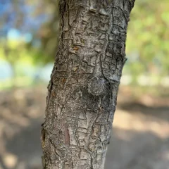 Royalty Crabapple bark