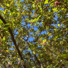 Royalty Crabapple canopy