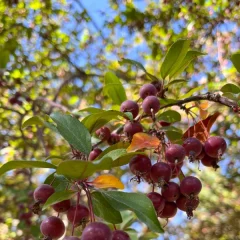 Royalty Crabapple closeup of fruit