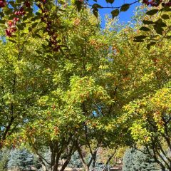 Snowdrift Crabapple tree in Fall