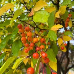 Snowdrift fall fruit