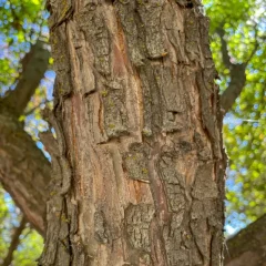 Spring Snow-bark