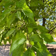 Spring Snow-fruit