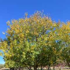 Springsnow Crabapple tree in Fall