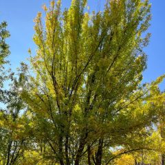 Summit Ash in Fall