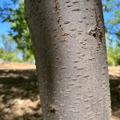 Sunburst Locust-bark