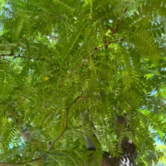 Sunburst Locust-canopy