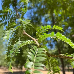 Sunburst Locust-leaf