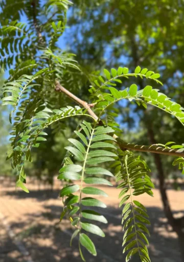 Sunburst Locust-leaf